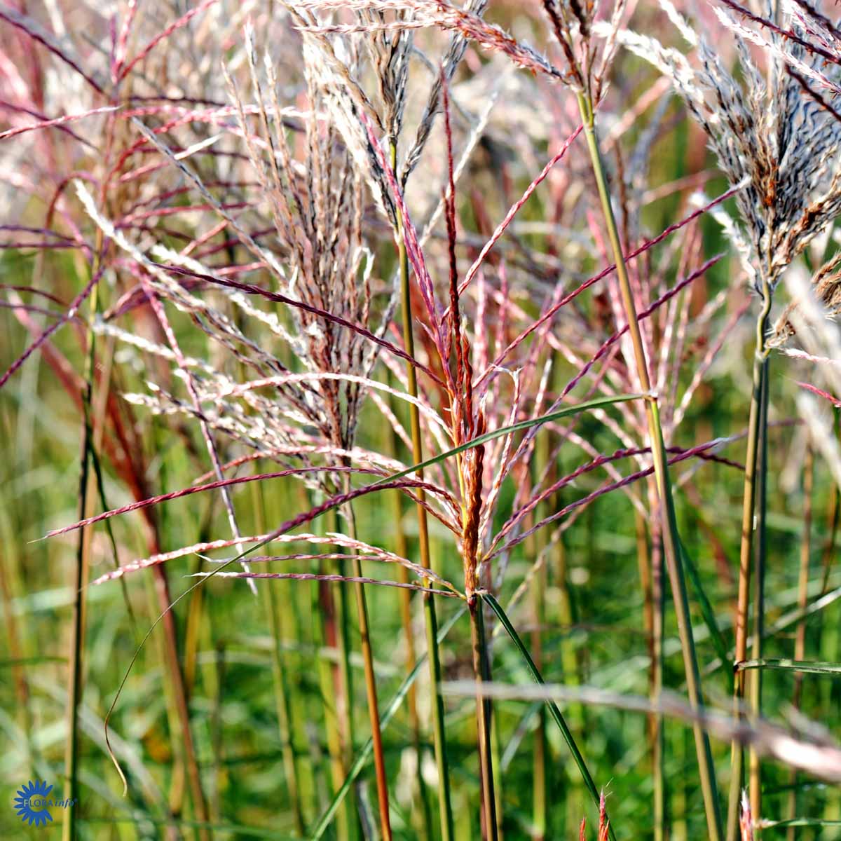 Bilde av Miscanthus sin. 'Ferner Osten'-Spanne Plantesalg