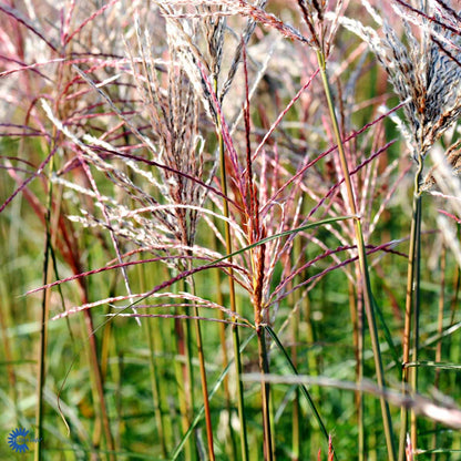 Bilde av Miscanthus sin. 'Ferner Osten'-Spanne Plantesalg