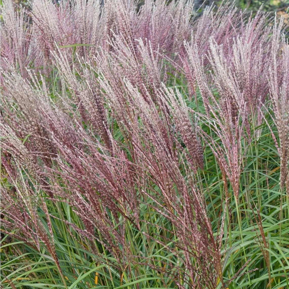 Bilde av Miscanthus sin. 'Flamingo'-Spanne Plantesalg