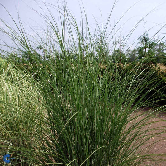 Bilde av Miscanthus sin. 'Gracillimus'-Spanne Plantesalg