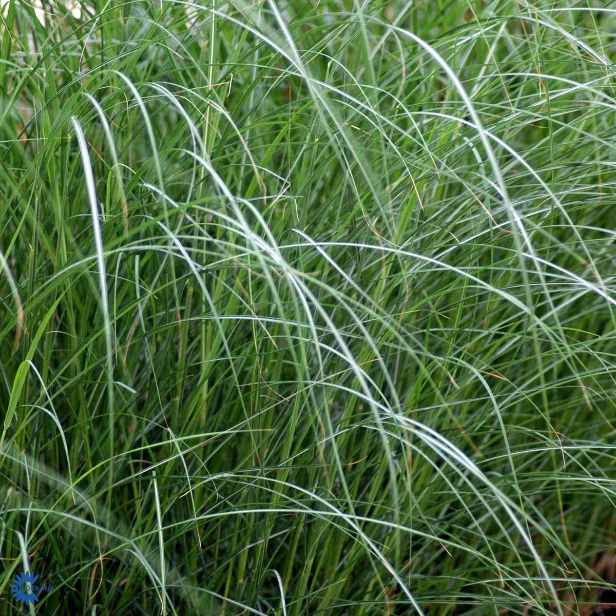 Bilde av Miscanthus sin. 'Kleine Fontäne'-Spanne Plantesalg