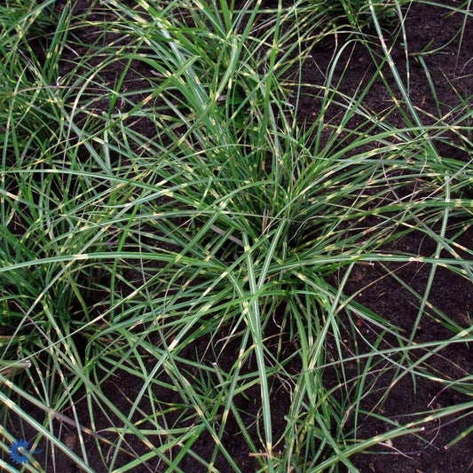 Bilde av Miscanthus sin. 'Little Zebra' ®-Spanne Plantesalg