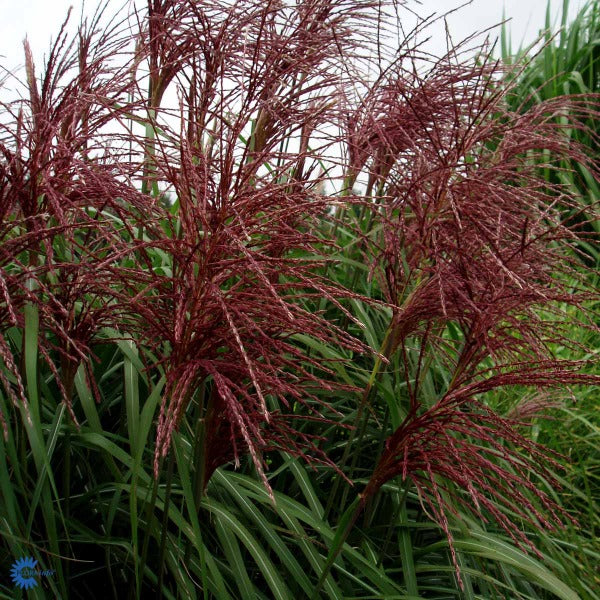 Bilde av Miscanthus sin. 'Malepartus'-Spanne Plantesalg