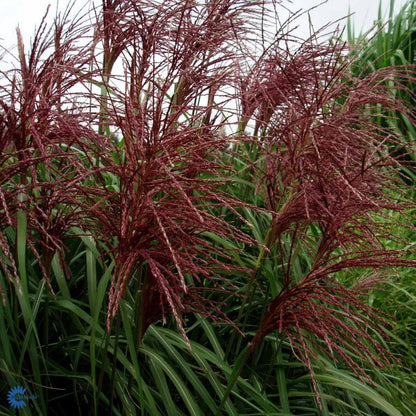 Bilde av Miscanthus sin. 'Malepartus'-Spanne Plantesalg