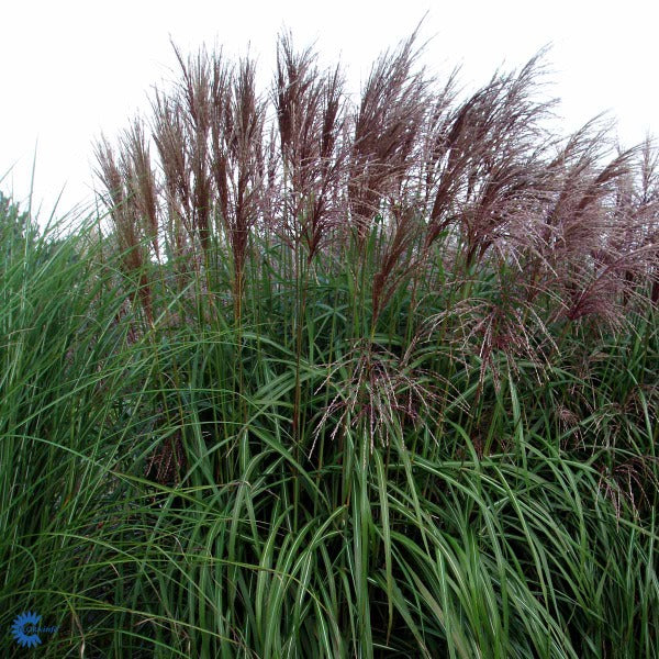 Bilde av Miscanthus sin. 'Malepartus'-Spanne Plantesalg