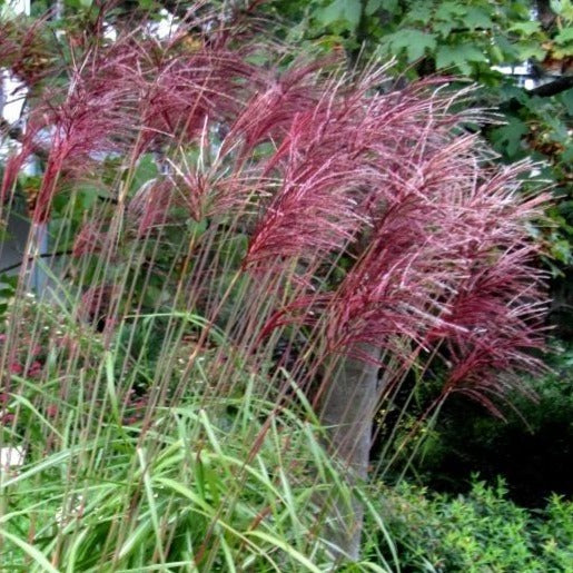 Bilde av Miscanthus sin. 'Red Chief'-Spanne Plantesalg