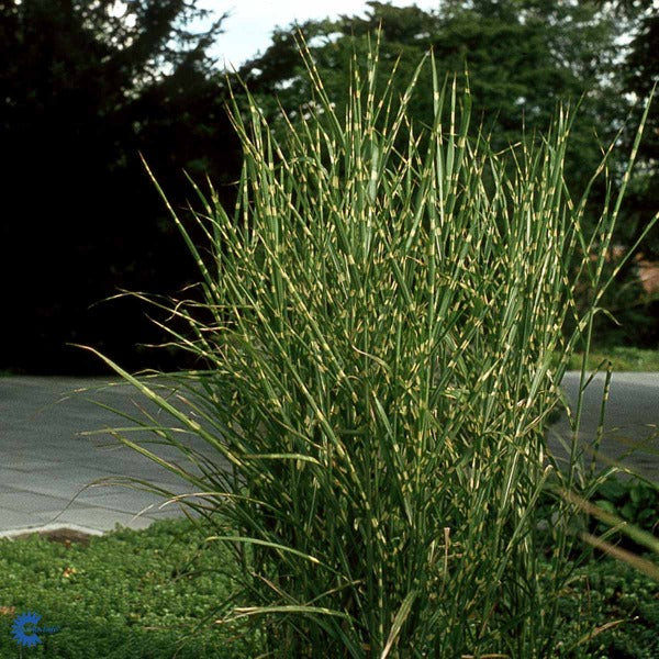 Bilde av Miscanthus sin. 'Strictus'-Spanne Plantesalg