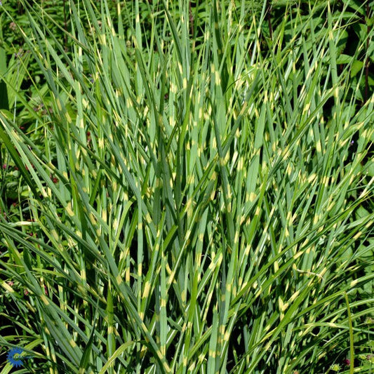 Bilde av Miscanthus sin. 'Strictus'-Spanne Plantesalg