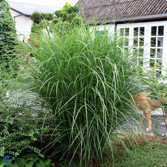 Bilde av Miscanthus sinensis Kleine Silberspinne-Spanne Plantesalg