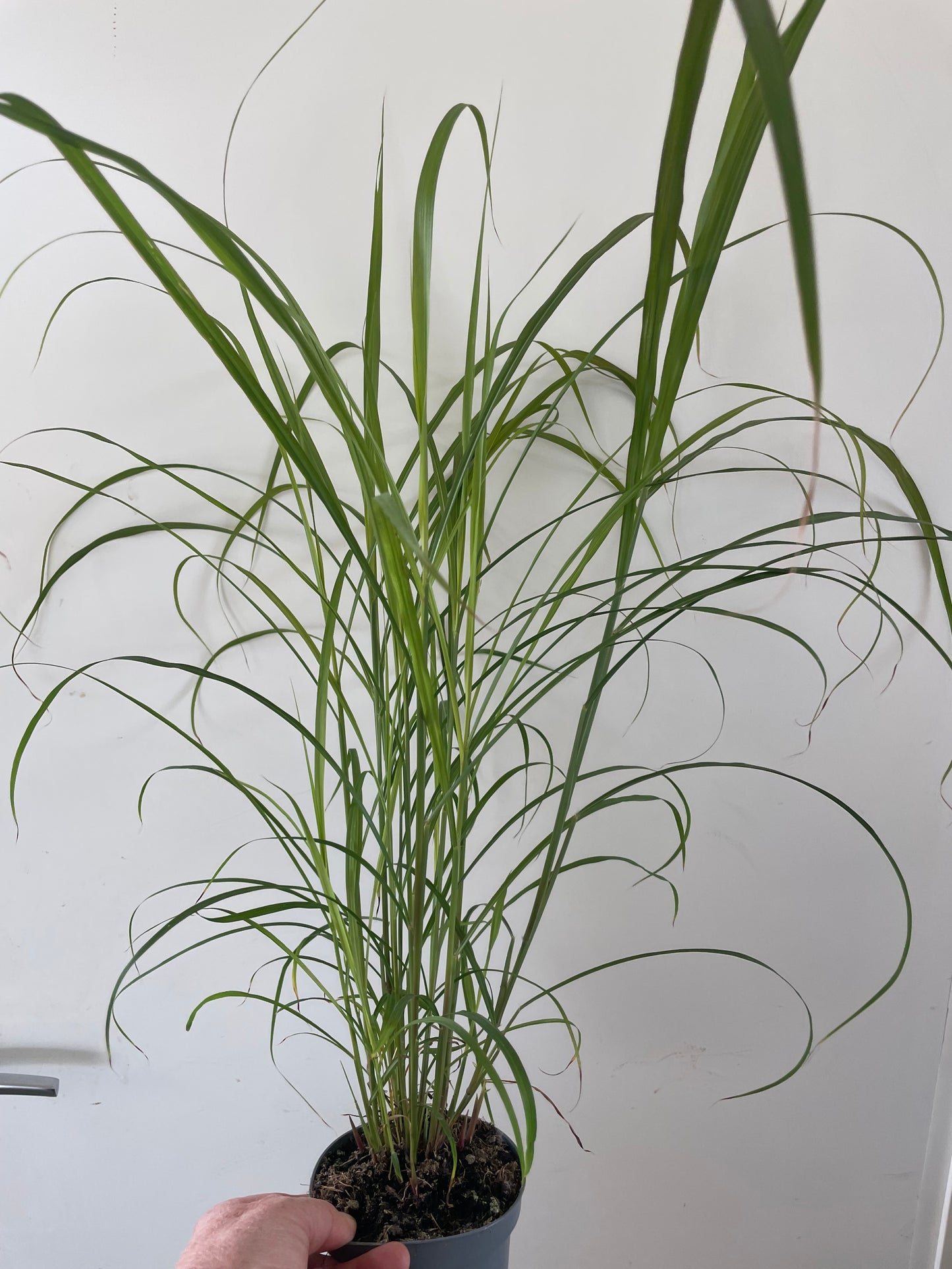 MISCANTHUS SINENSIS  'LADY IN RED'