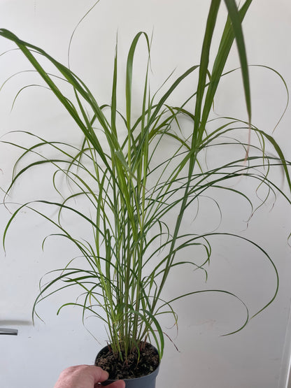 MISCANTHUS SINENSIS  'LADY IN RED'