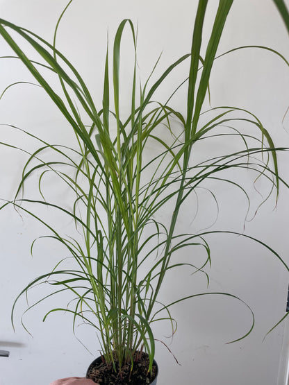 MISCANTHUS SINENSIS  'LADY IN RED'