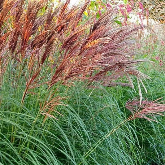 Bilde av Miscanthus sinensis Red Chief-Spanne Plantesalg