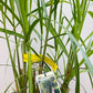 Bilde av Miscanthus x giganteus Floridulus-Spanne Plantesalg