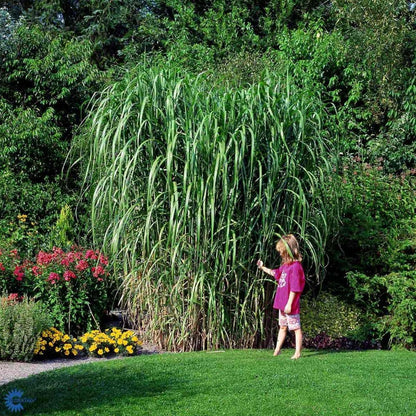 Bilde av Miscanthus x giganteus 'Floridulus' C5-Spanne Plantesalg