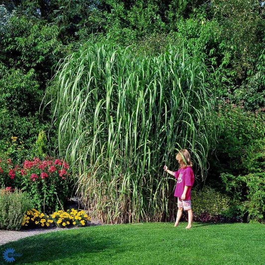 Bilde av Miscanthus x giganteus 'Floridulus' C5-Spanne Plantesalg