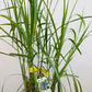 Bilde av Miscanthus x giganteus Floridulus-Spanne Plantesalg