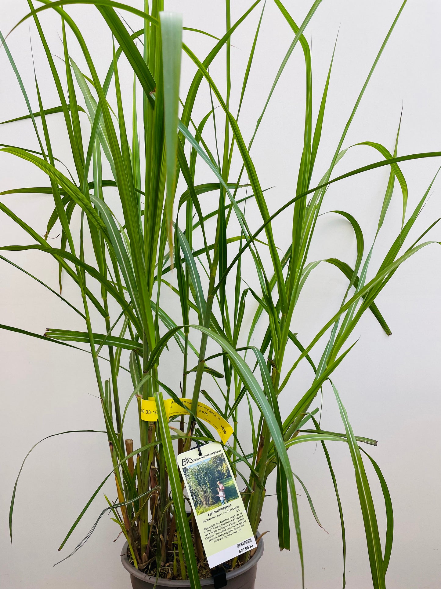 Bilde av Miscanthus x giganteus Floridulus-Spanne Plantesalg