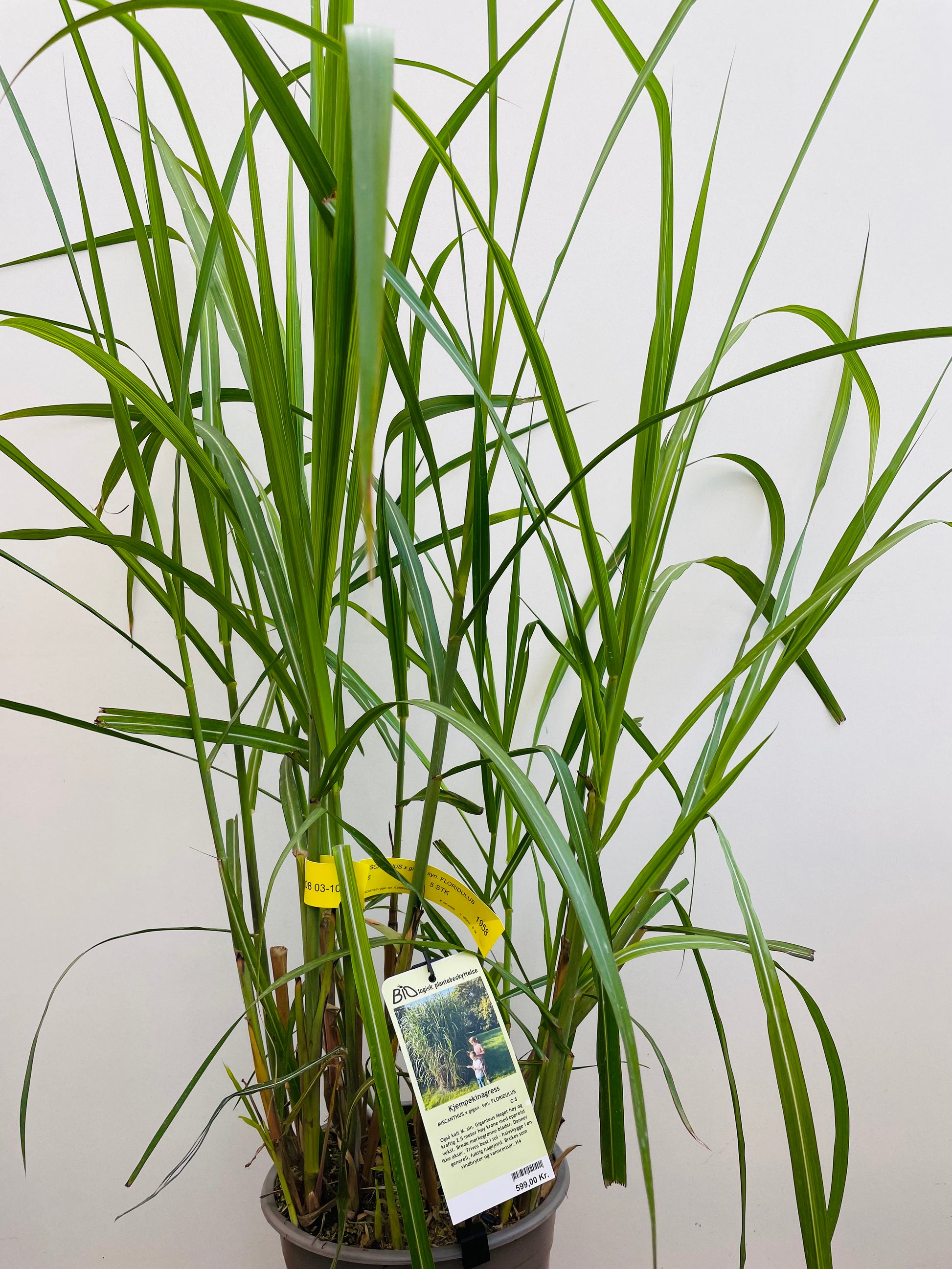 Bilde av Miscanthus x giganteus Floridulus-Spanne Plantesalg