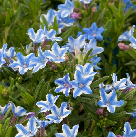 Bilde av Glandora/Lithodora d. 'Star'-Spanne Plantesalg