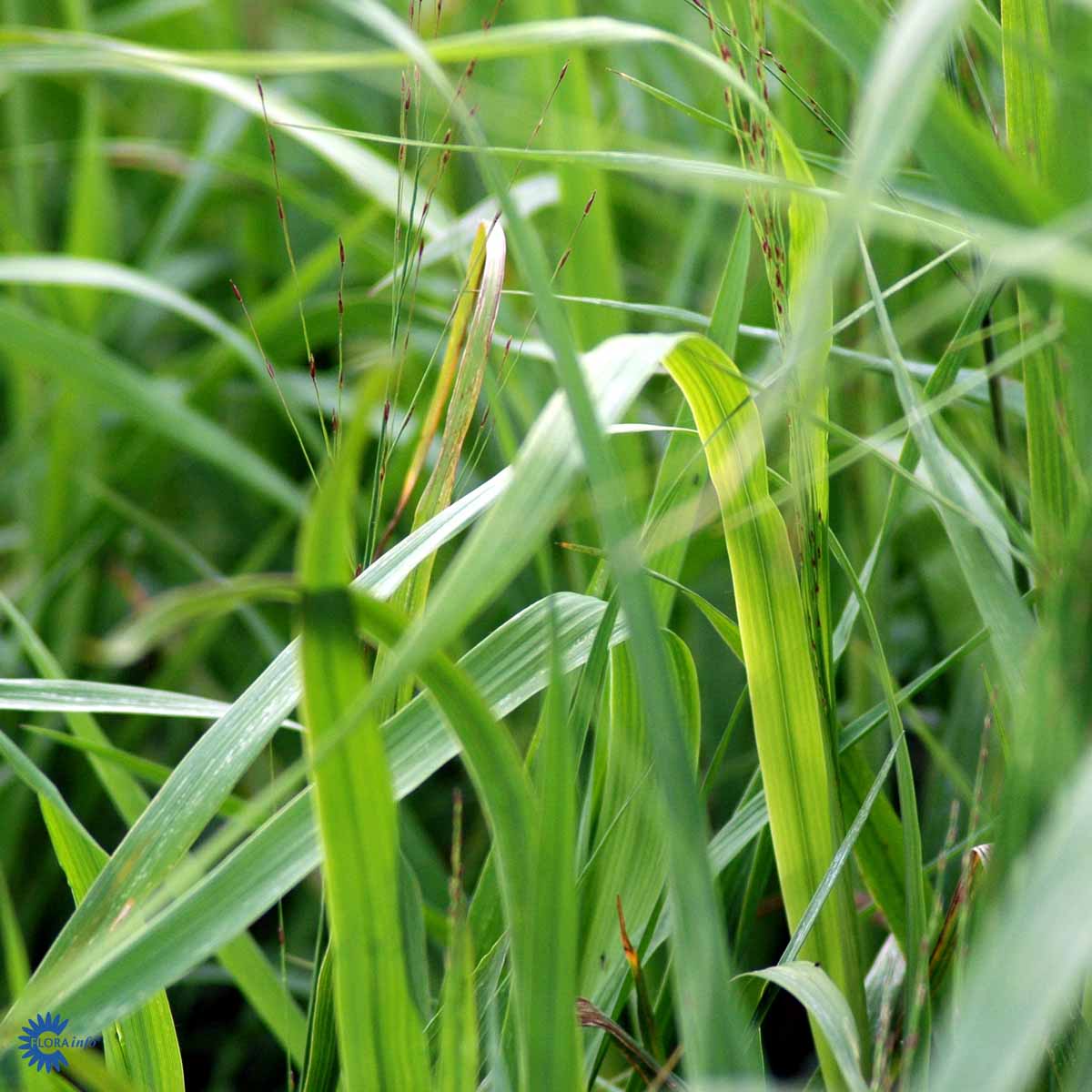 Bilde av Molinia arund. 'Transparent'-Spanne Plantesalg