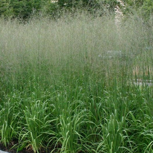 Bilde av Molinia arund. 'Transparent'-Spanne Plantesalg