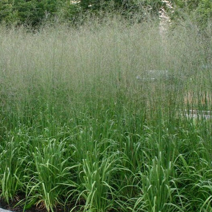 Bilde av Molinia arund. 'Transparent'-Spanne Plantesalg