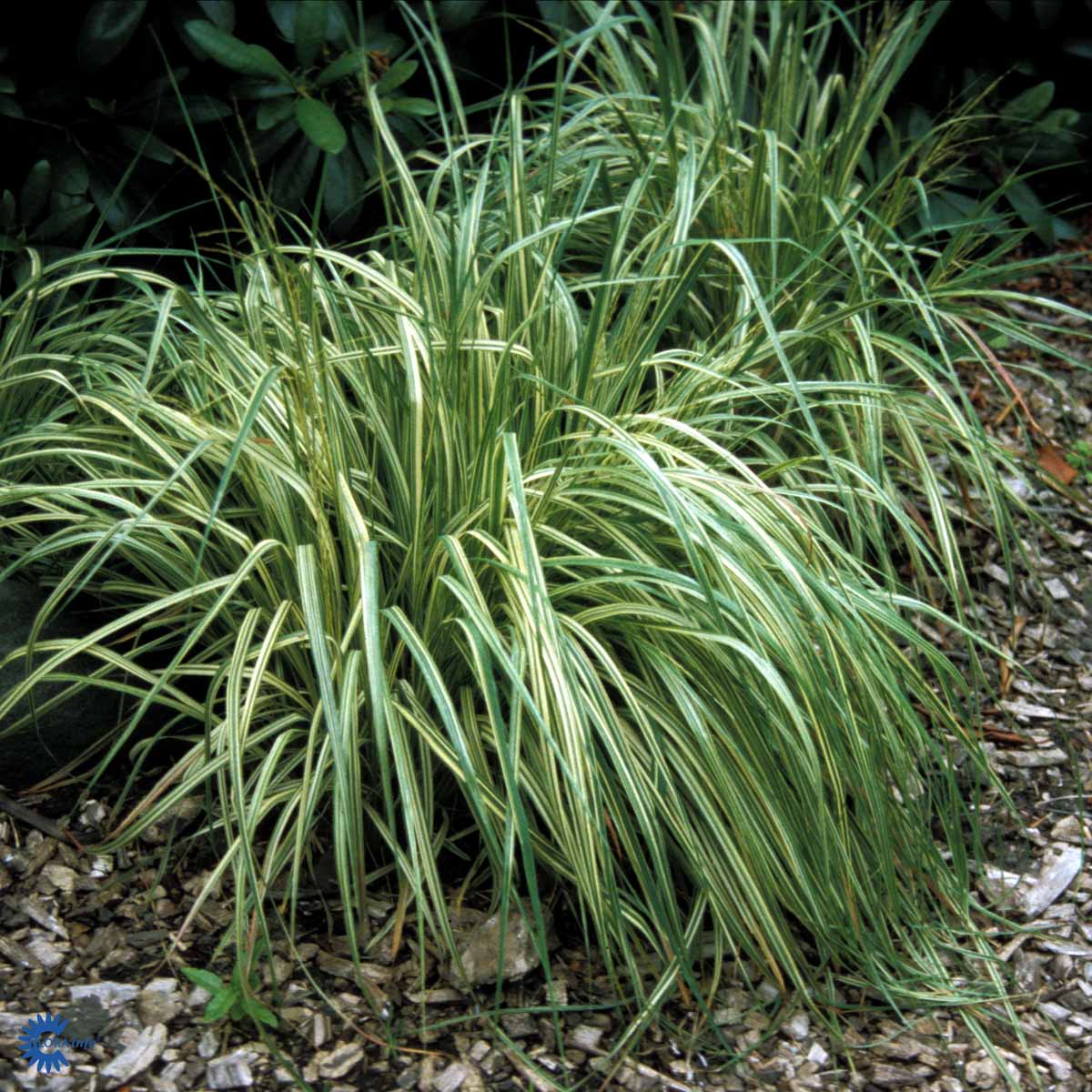 Bilde av Molinia caerulea 'Variegata'-Spanne Plantesalg
