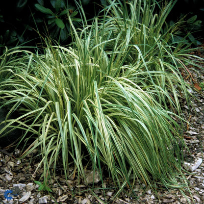Bilde av Molinia caerulea 'Variegata'-Spanne Plantesalg