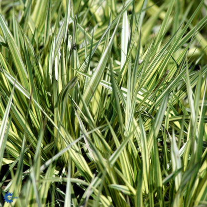 Bilde av Molinia caerulea 'Variegata'-Spanne Plantesalg