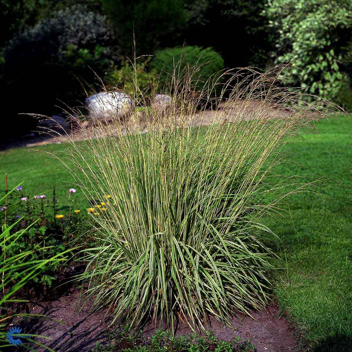 Bilde av Molinia caerulea 'Variegata'-Spanne Plantesalg