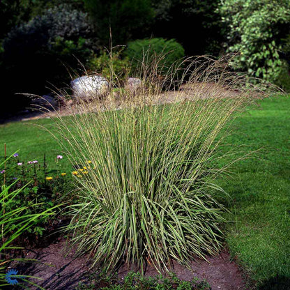 Bilde av Molinia caerulea 'Variegata'-Spanne Plantesalg