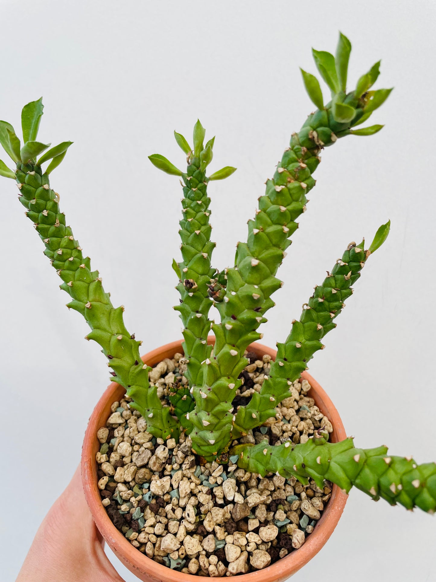 Bilde av Monadenium stapelioides-Spanne Plantesalg