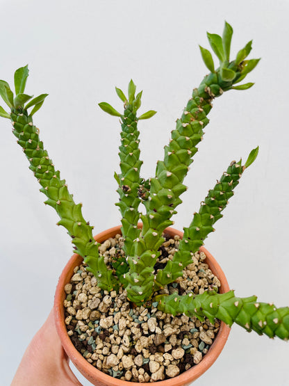 Bilde av Monadenium stapelioides-Spanne Plantesalg