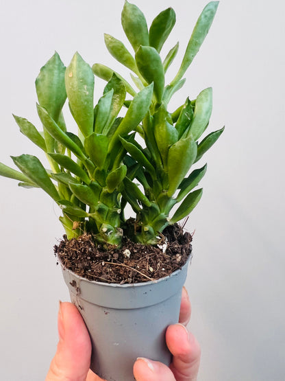 Bilde av Monadenium stapelioides 6 cm potte-Spanne Plantesalg