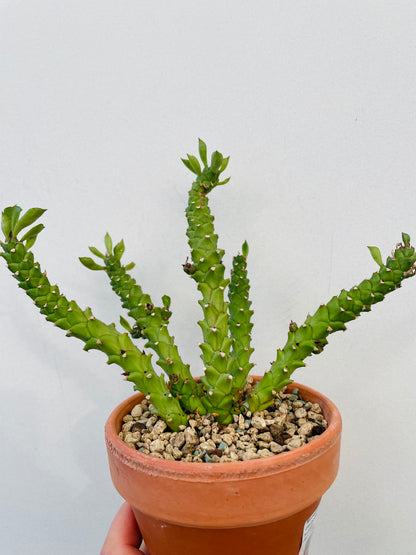 Bilde av Monadenium stapelioides-Spanne Plantesalg