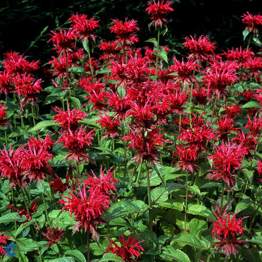 Bilde av Monarda 'Fireball'-Spanne Plantesalg