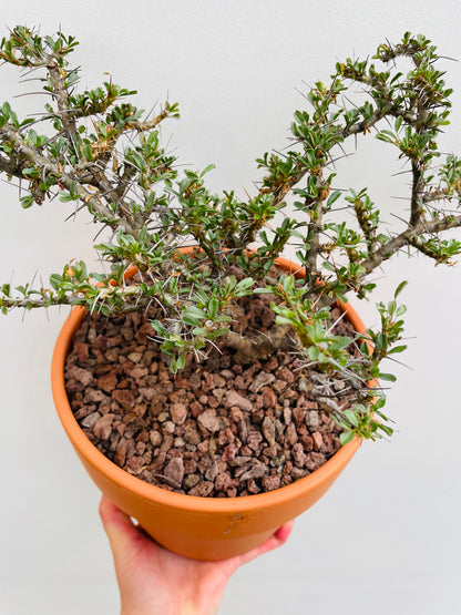 Bilde av Monsonia vanderietiae-Spanne Plantesalg