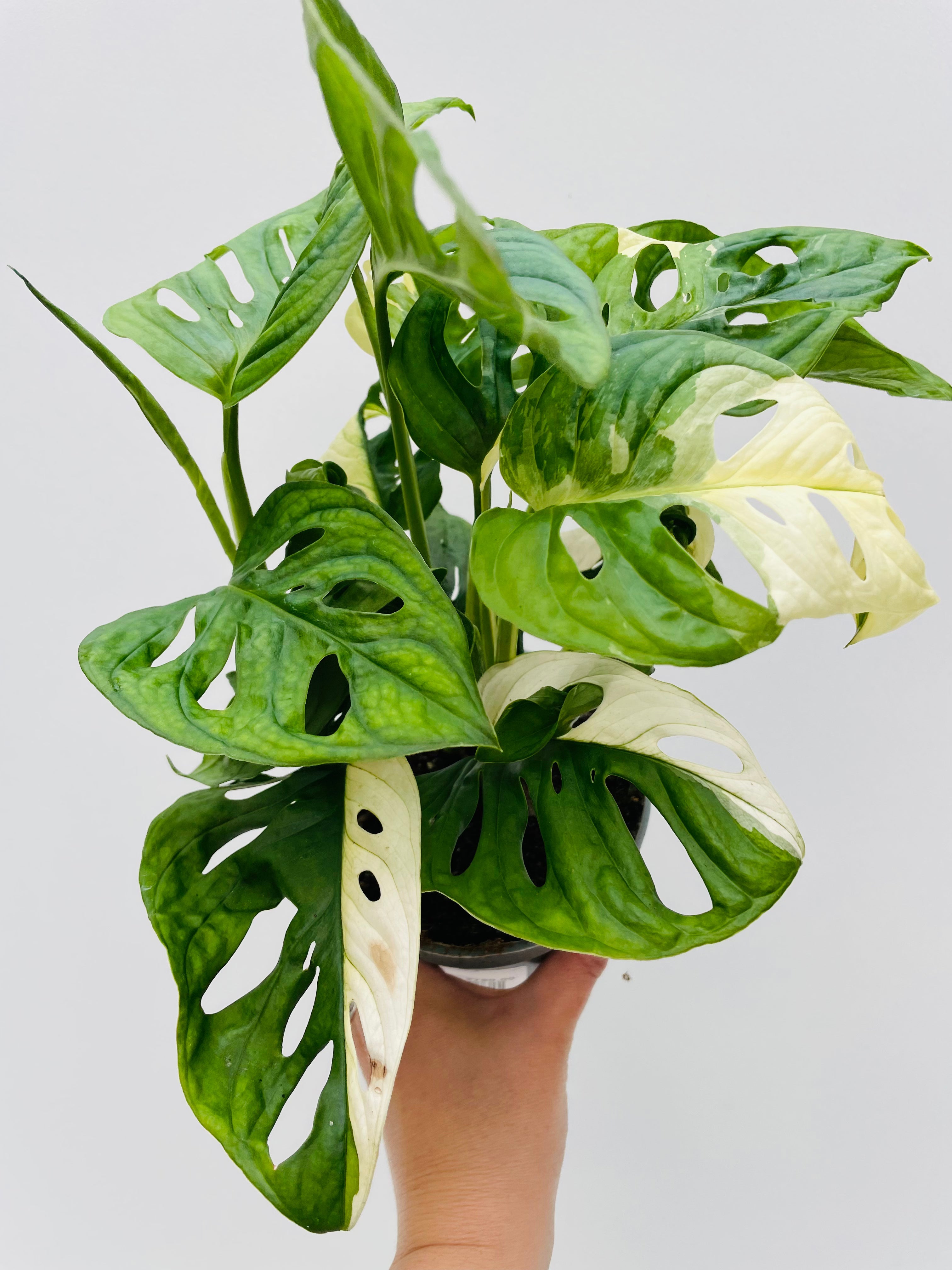 12)Monstera adansonii variegata “mint” モンステラ アダンソニー  
