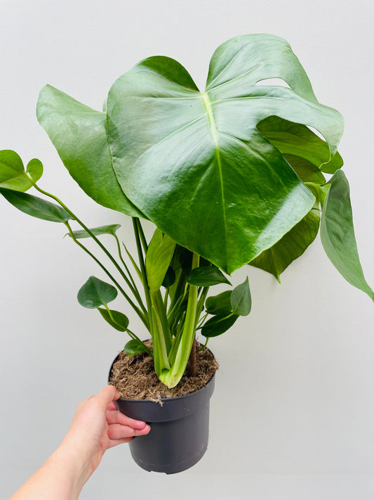 Bilde av Monstera deliciosa ‘Tauerii’ 18 cm potte-Spanne Plantesalg