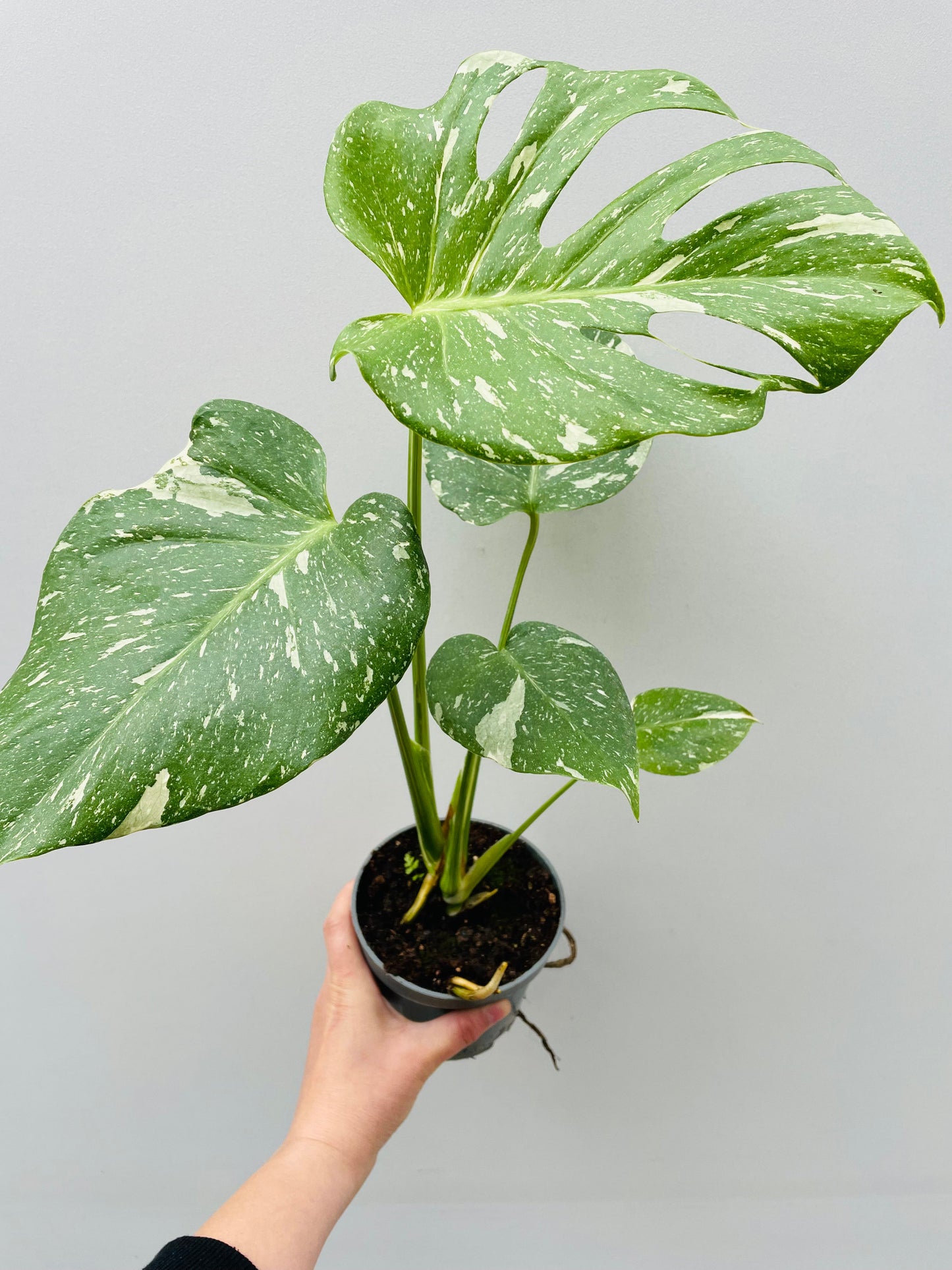 Bilde av Monstera deliciosa 'Thai Constelation' 12 cm potte-Spanne Plantesalg