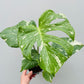 Bilde av Monstera deliciosa 'Thai Constelation' 12 cm potte-Spanne Plantesalg