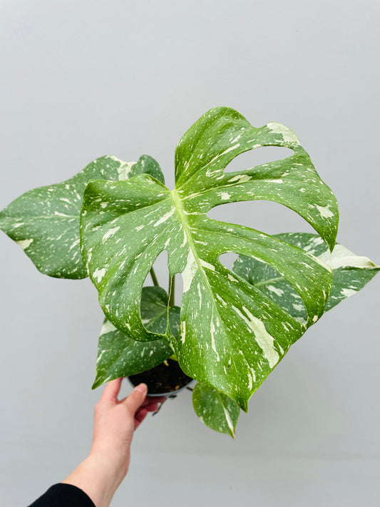 Bilde av Monstera deliciosa 'Thai Constelation' 12 cm potte-Spanne Plantesalg