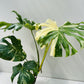 Bilde av Monstera deliciosa 'Thai Constelation' 3, 15 cm potte-Spanne Plantesalg