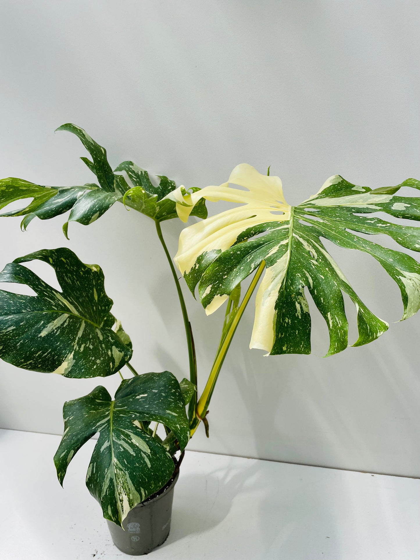 Bilde av Monstera deliciosa 'Thai Constelation' 3, 15 cm potte-Spanne Plantesalg