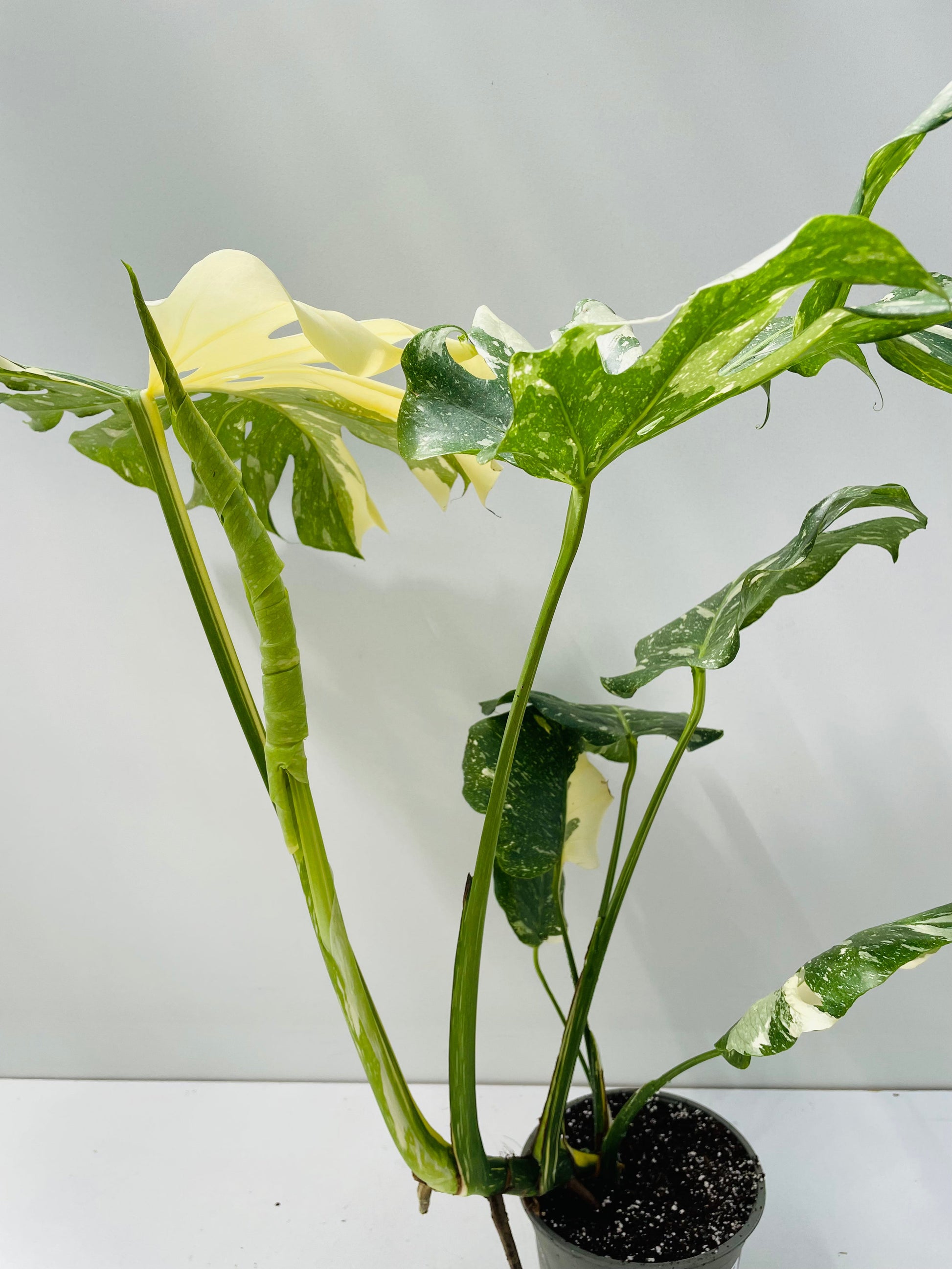 Bilde av Monstera deliciosa 'Thai Constelation' 3, 15 cm potte-Spanne Plantesalg