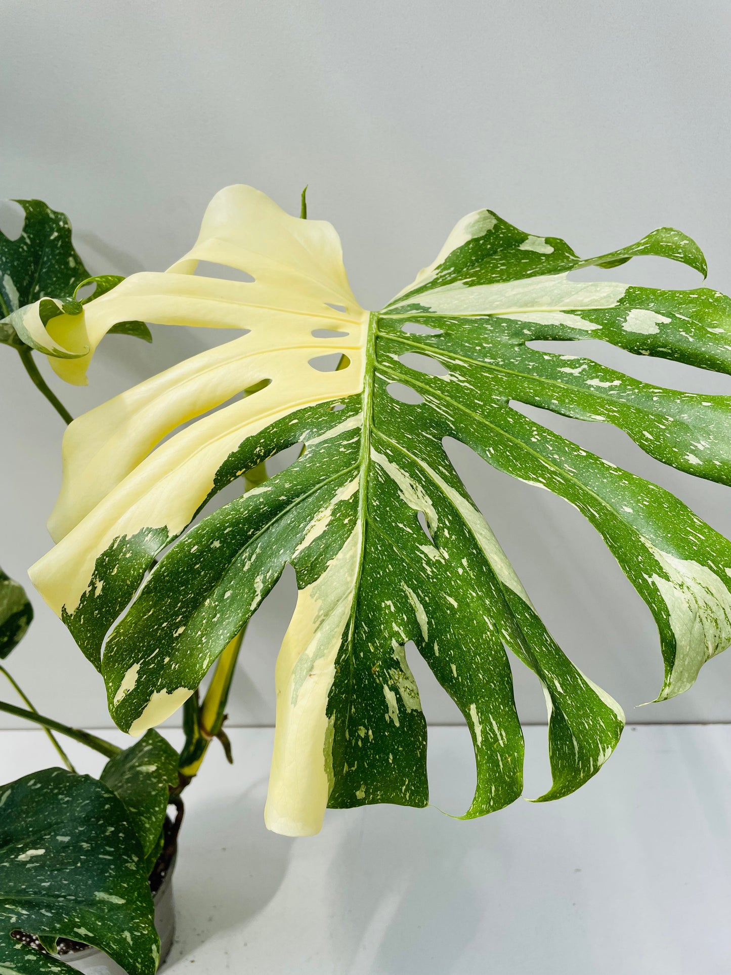 Bilde av Monstera deliciosa 'Thai Constelation' 3, 15 cm potte-Spanne Plantesalg