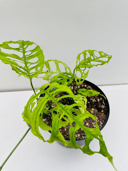 Bilde av Monstera obliqua Peru, 18 cm potte 2-Spanne Plantesalg