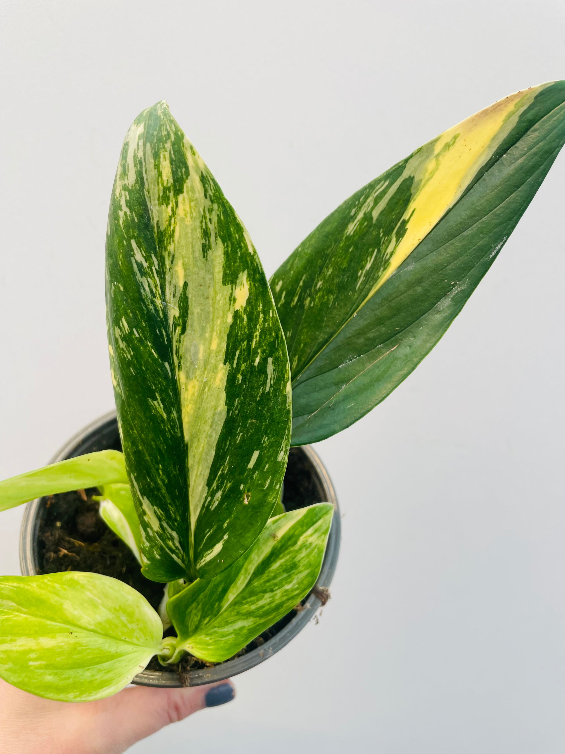 Bilde av Monstera standleyana ‘Variegata’-Spanne Plantesalg