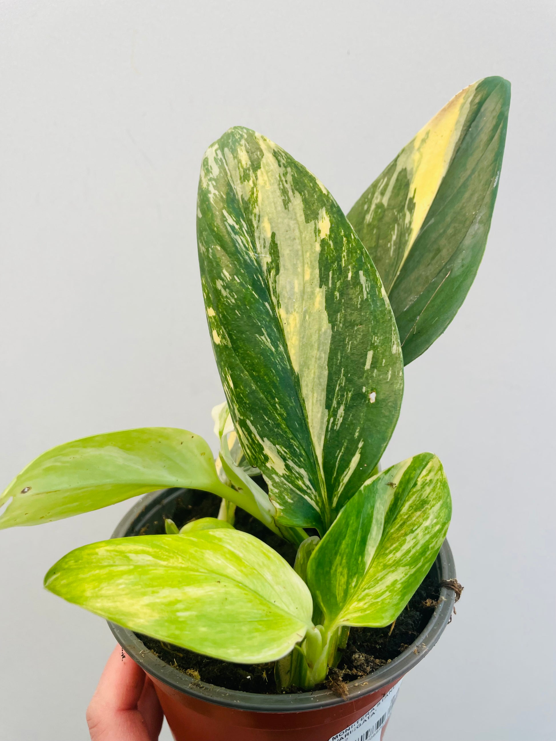 Bilde av Monstera standleyana ‘Variegata’-Spanne Plantesalg
